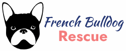 French Bulldog Rescue